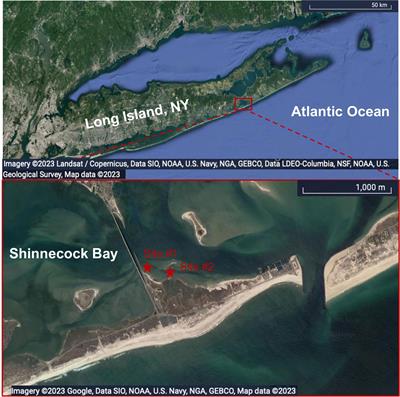 Seasonal iron fluxes and iron cycling in sandy bioirrigated sediments